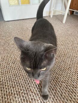 Britisch Kurz Haar Katze 6 Jahre alt - Hamburg