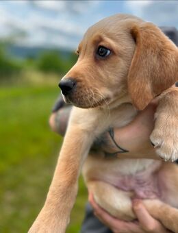 Smarter Labradorwelpe sucht sein liebevolles Zuhause - Lindenberg (Rheinland-Pfalz)