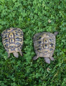 Griechische Landschildkröten männlich NZ 2011 und 2016 - Aachen