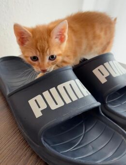 Kitten zu verkaufen rothaarige Mischlinge - Belm