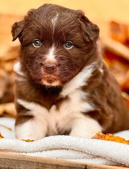Australian Shepherd Welpen mit ASCA Papieren - Hümmel