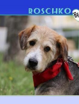 💚 ROSCHKO 💚 - RUHEPLÄZCHEN GESUCHT! - Alfeld (Leine)