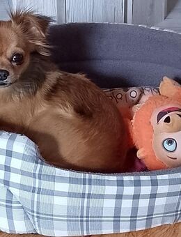 Reinrassige Langhaar-Chihuahuahündin - Apolda