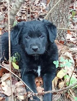 Welpin Lora sucht ihr Traumzuhause - Berlin