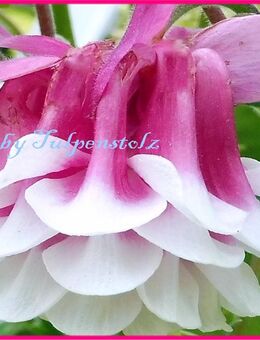 ♥ Akelei Pink weiß gefüllt,Samen,winterharte Staude,Rarität,Garten,Tulpenstolz - Hamburg