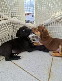 Maxi sucht eine Familie - Voerde (Niederrhein) Zentrum