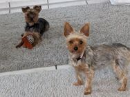 Yorkshire Terrier Welpen mit Familienanschluss - Ohne