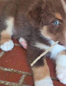 3kleine Wunder suchen ihren Weggefährten - Doberlug-Kirchhain