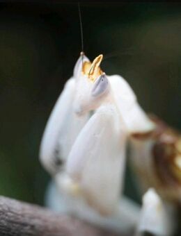 Hymenopus coronatus, Orchideenmantis, Gottesanbeterin - Aachen