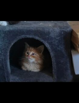 Maine Coon Kater Abzugeben - Gütersloh