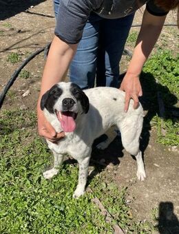 🌟Verspielter Bruce sucht dich🐕💛 - Eislingen (Fils)