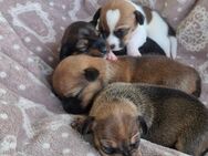 Wundervolle Jack Russell Mix Welpen suchen ein liebevolles Zuhause - Rüdersdorf (Berlin)