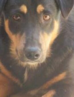 BM 58 ist ein behutsamer Bub 🐾 - Elsdorf (Nordrhein-Westfalen)