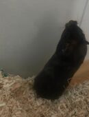 Hamster Flauschi sucht neues Zuhause in 44534