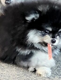 Zwergspitz Pomeranian Welpen- bunte Truppe- - Dorsten