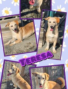 Teresa möchte ins Warme! - Nürnberg