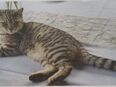 Kater entlaufen in Hammelburg-Untererthal in 97762