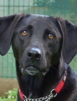Misty - Mischling - 5 Jahre - Tierhilfe Franken e.V. - Lauf (Pegnitz) Zentrum