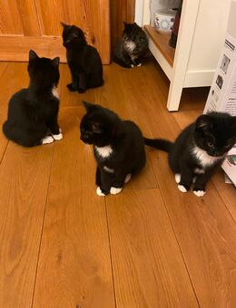 Katzenkinder suchen ein neues Zuhause - Römhild