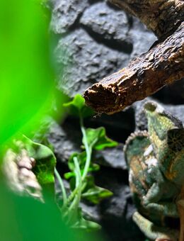 Jemenchamäleon Männlich 04/2021 inkl. Terrarium und Technik - Potsdam Zentrum