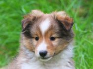 Sheltiewelpen vom Stromberger Land, 1 Rüde und 1 Hündin zur Abgabe in beste Hände - Kropp