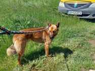 Goldschatz sucht sein Körbchen - Alfdorf