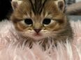 Wunderschönen BKH Kitten in 47475