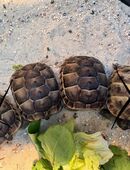 Maurische Landschildkröten in 39218