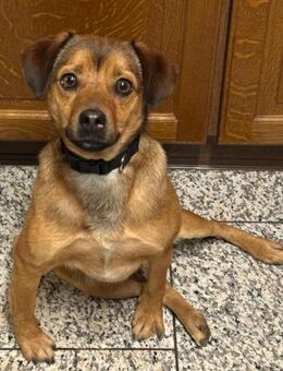 Bodo - hat ein liebes freundliches Wesen - Höchst (Odenwald)