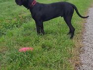 Cane Corso Hübschling 8 Monate - Schwäbisch Hall