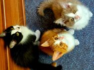 Maine-Coon Mix und Britischlanghaar Mix - Sangerhausen