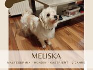 Meliska sucht ein liebevolles Zuhause! - Lippetal