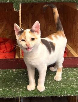 Minnie Fröhlich - Süderbrarup