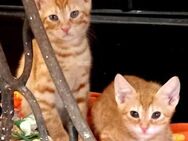 Fred & George aus dem Tierschutz - Grevenbroich