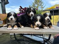 Wunderschöne Bernersennenhund Welpen zuverkaufen - Solingen (Klingenstadt)