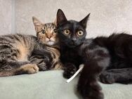 🆘NOTFALL Babys Merlin & Nimue🆘 - Eislingen (Fils)