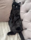 Perse Kater liebevoll in 41460
