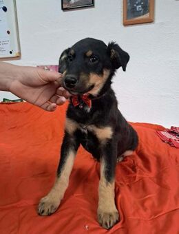 🩵Leon🩵sucht seine Menschen 🐾💙🐾 - Freilassing