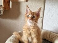 Maine Coon Kitten zum Abgabebereit - Nienburg (Weser)