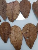 Catappa-Leaves große Seemandelbaumblätter in 34431