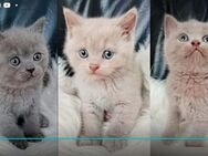 BKH Tabby Kitten, Reinrassige Katze, Babykatze, Katzenbaby, Britisch kurzhaar - Heinsberg Zentrum