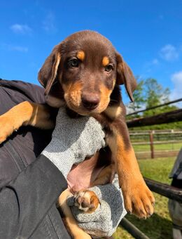 Hundewelpen zu verkaufen! Labrador Mix x Australien Shephard - Münster