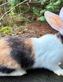 Rammler abzugeben jung und älter (keine Zwerge) in 19260