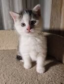 Katzenbaby, Fichtelgebirge, Mädchen ("Glückskatze") in 95168