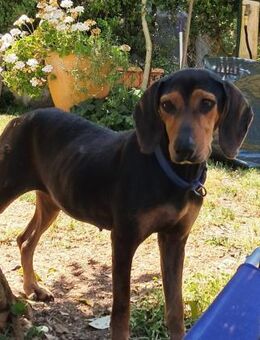 AGATA 💜💜💜 sucht aktive Menschen - Herxheim (Landau)