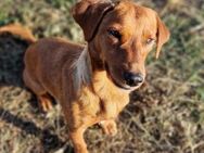 Peppino 💚 Liebevolle Zuwendung gesucht - Bad Karlshafen
