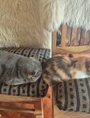 Bkh kitten männlich und weiblich in 40880