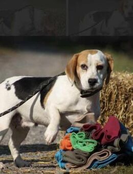 Alma Beagle Hündin ca. 6 Jahre alt in HU - Reutlingen