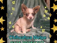 Chihuahua Welpen reinrassig♡ - Hannover