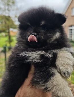 Zwergspitz Pomeranian Welpen - Dorsten